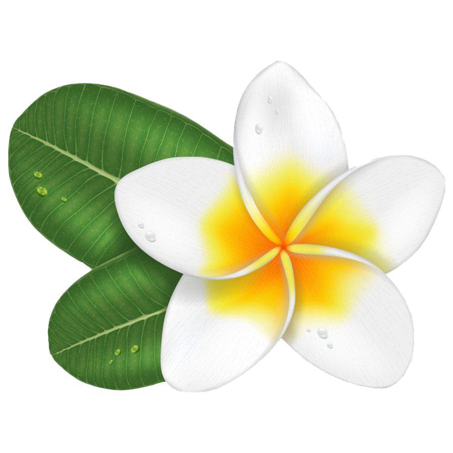 Frangipani Pic Download HD PNG Image