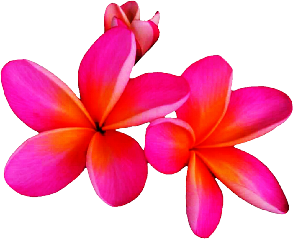 Frangipani HD Image Free PNG Image