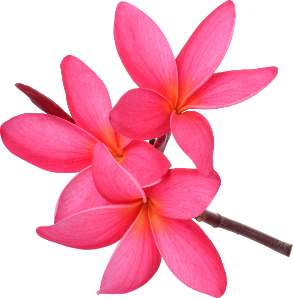 Pink Frangipani HQ Image Free PNG Image