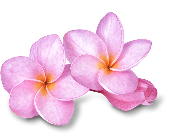 Pink Frangipani PNG Image High Quality PNG Image