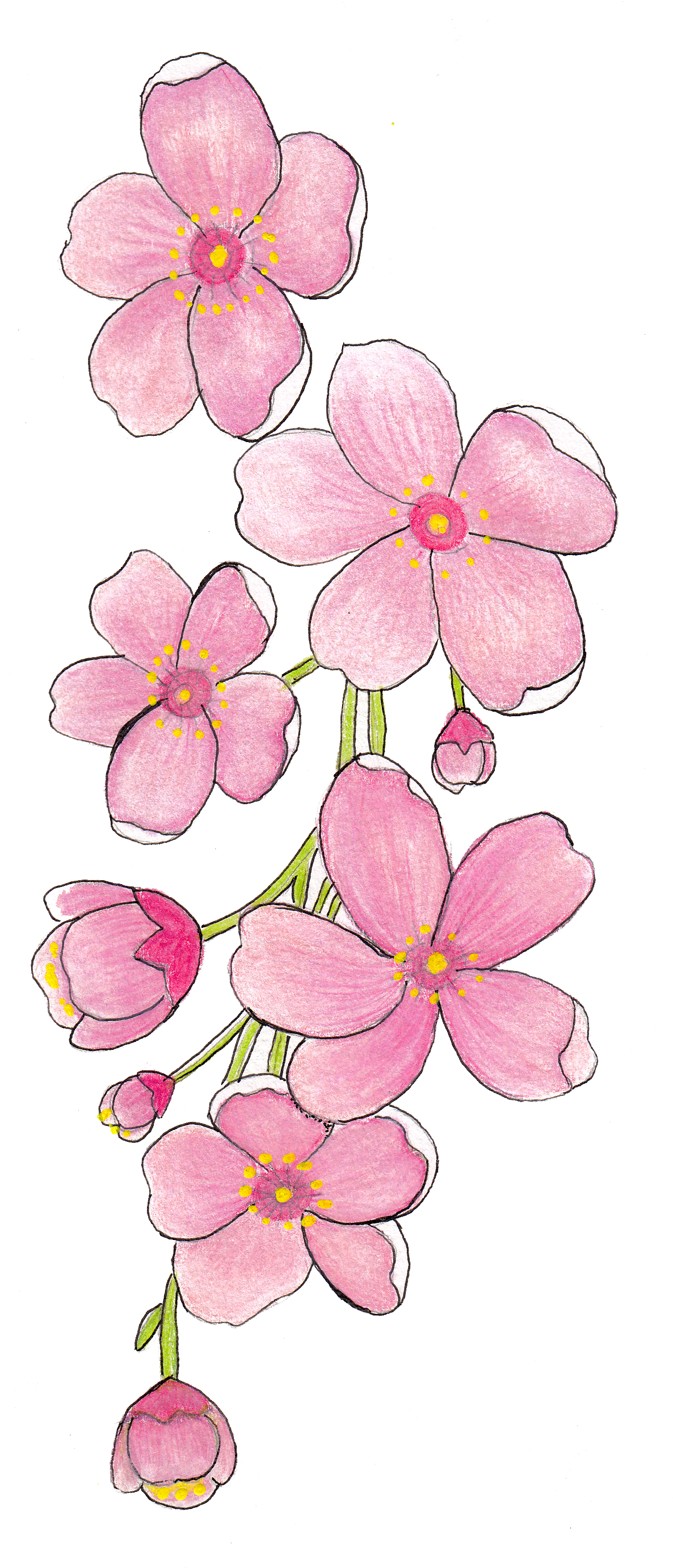 Pink Frangipani Vector Free Download PNG HQ PNG Image