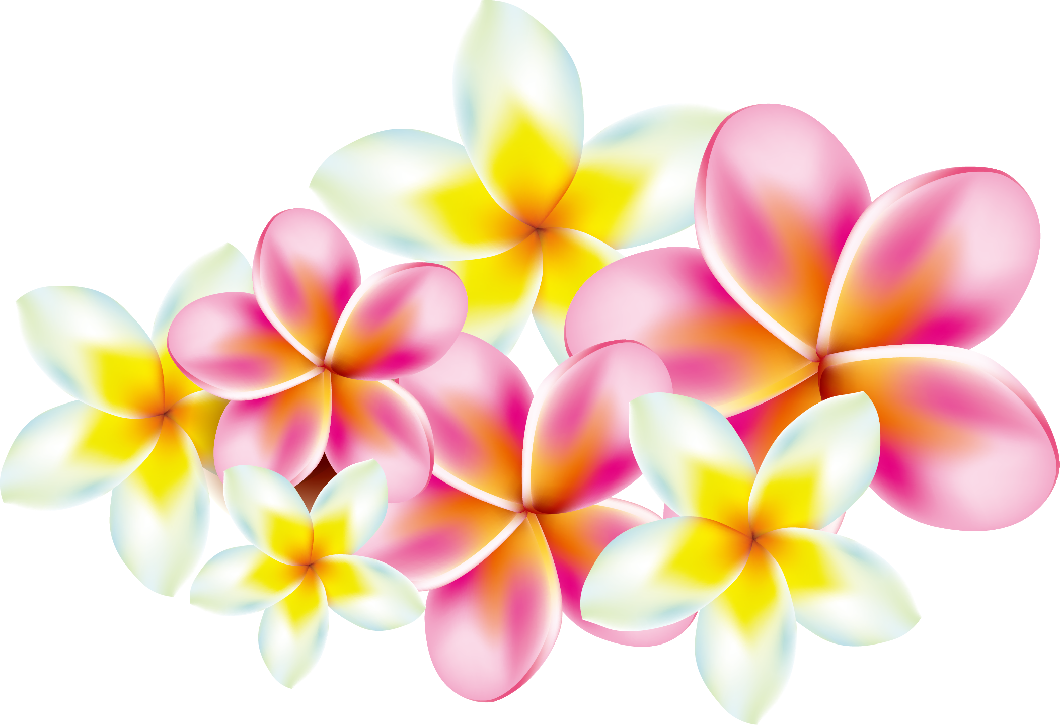 Pink Frangipani Vector Free Clipart HD PNG Image