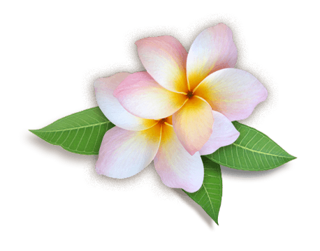 Plumeria Hd PNG Image