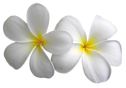 Plumeria Transparent PNG Image