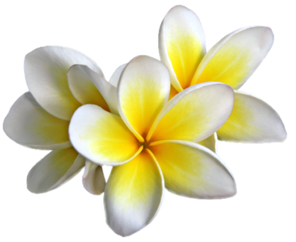 Plumeria Transparent Image PNG Image