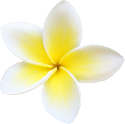 Plumeria File PNG Image