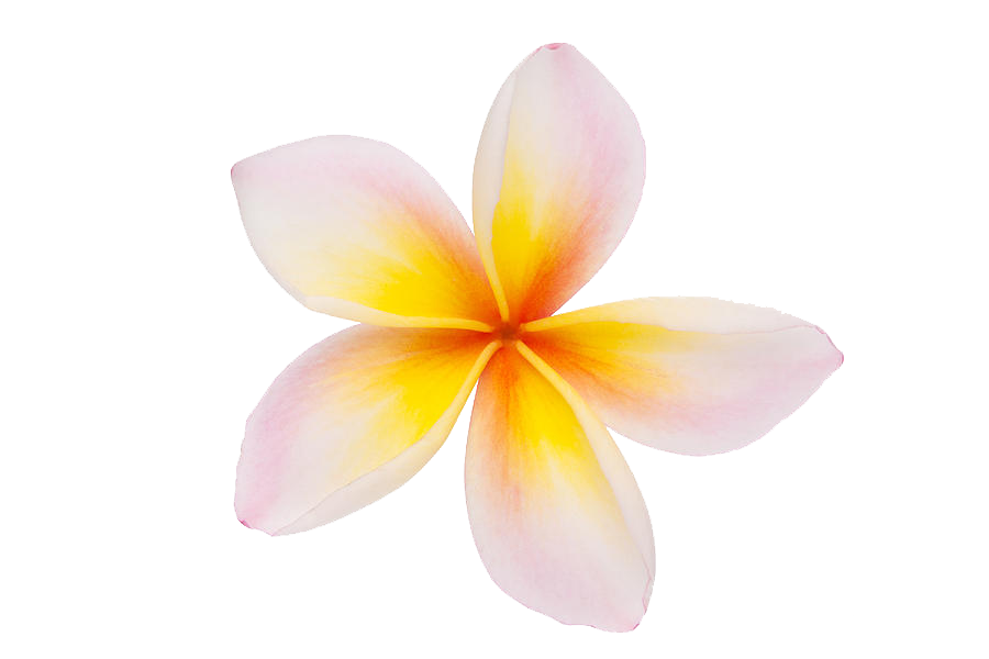 Plumeria Clipart PNG Image