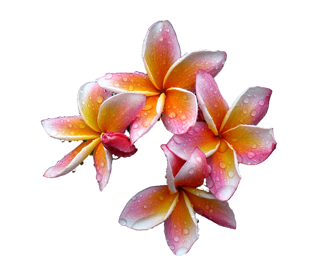 Plumeria Free Download PNG Image