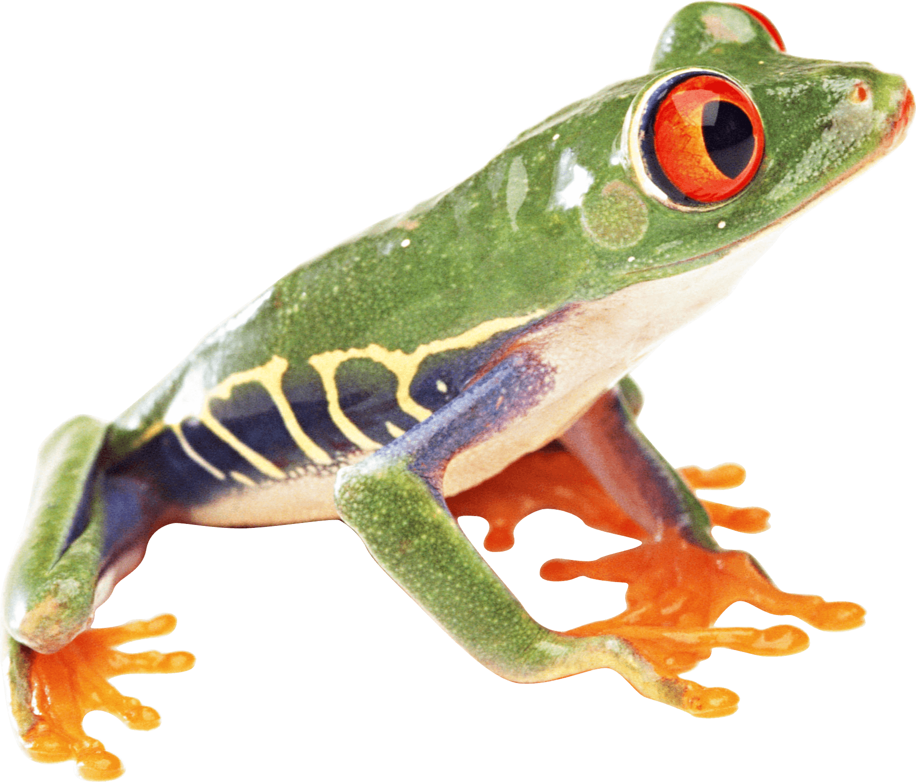 Frog Png Image PNG Image