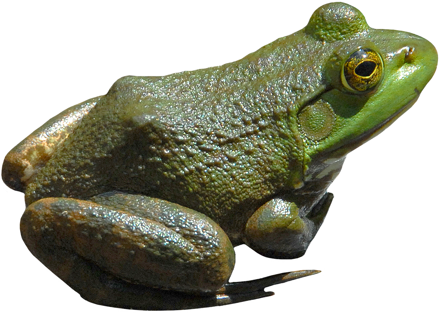 Amphibian Frog Free HD Image PNG Image