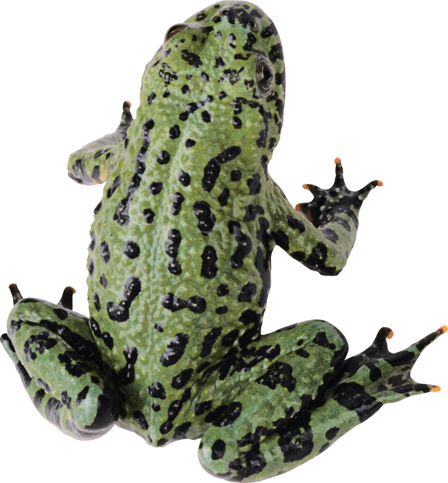 Frog Png Image PNG Image