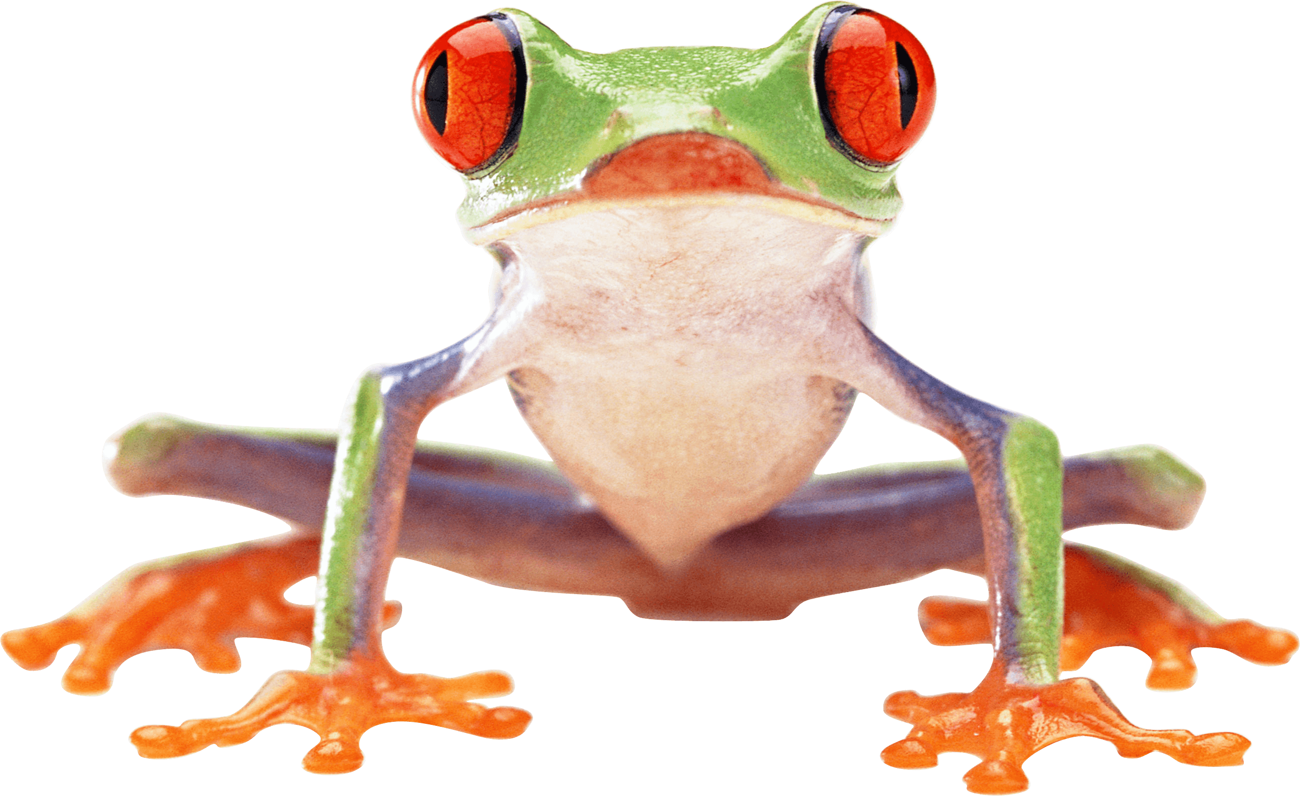 Frog Png Image PNG Image