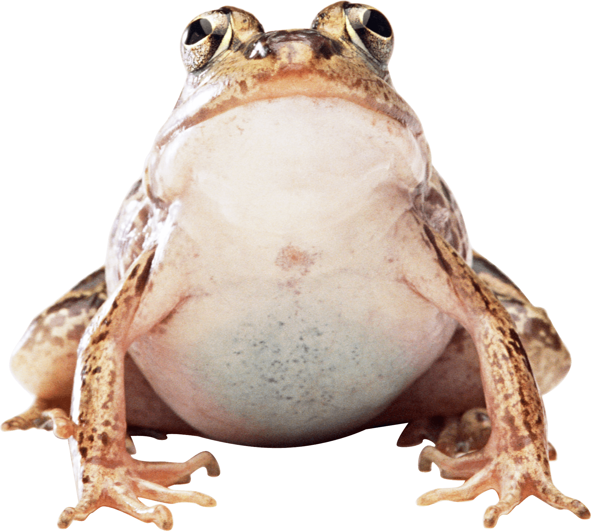 Frog Png Image PNG Image