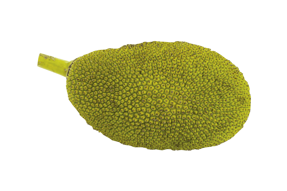 Jackfruit Free Transparent Image HD PNG Image