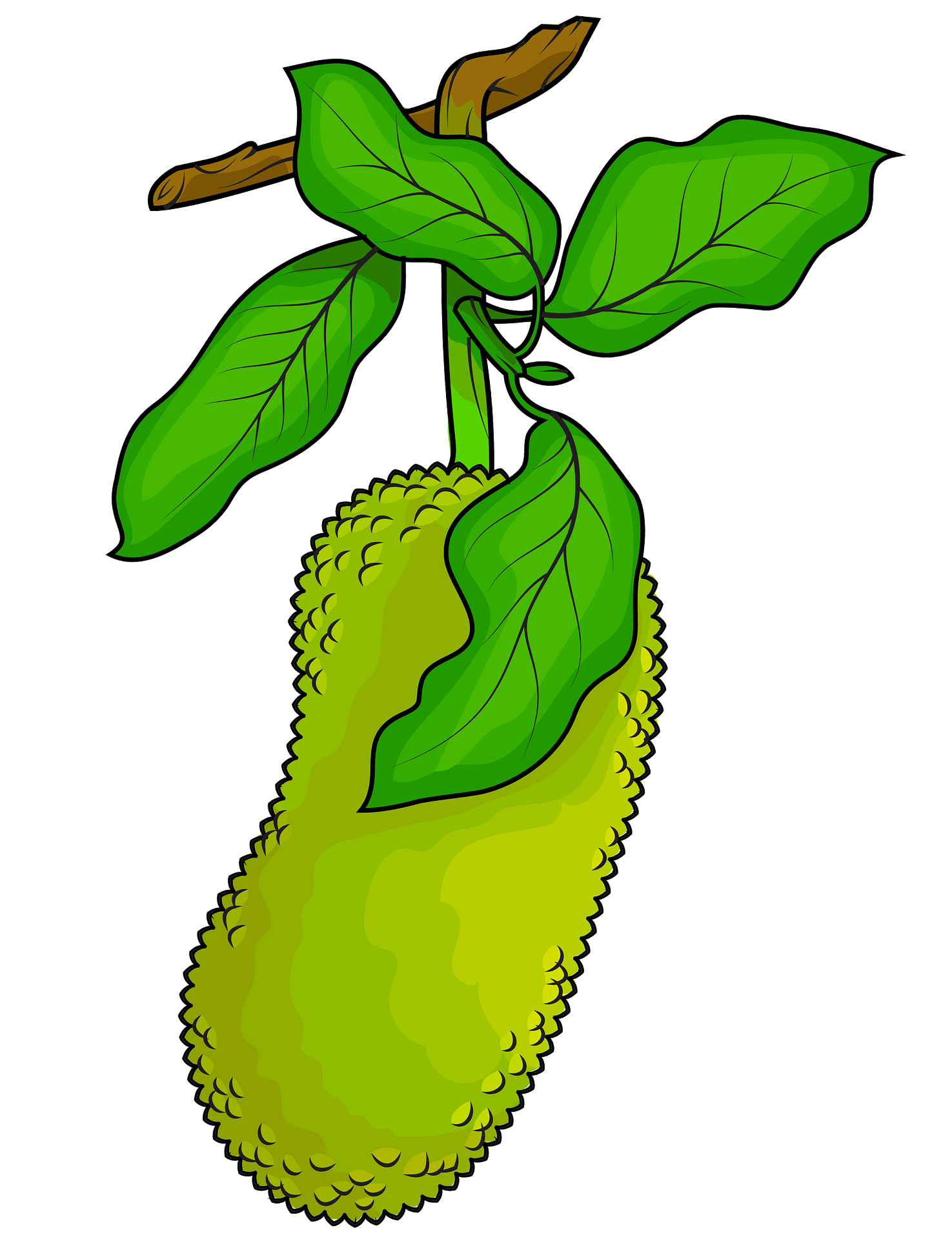 Jackfruit HQ Image Free PNG Image