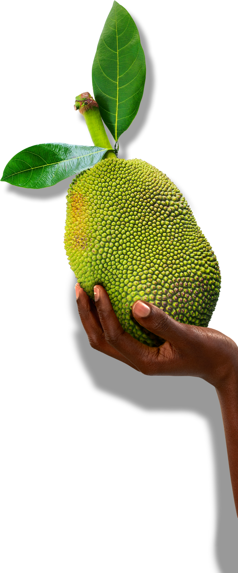 Jackfruit Photos Free Clipart HD PNG Image