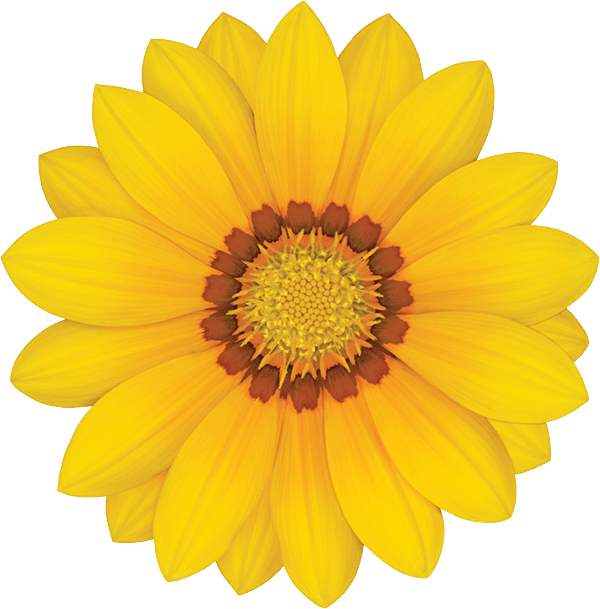 Gazania Transparent PNG Image