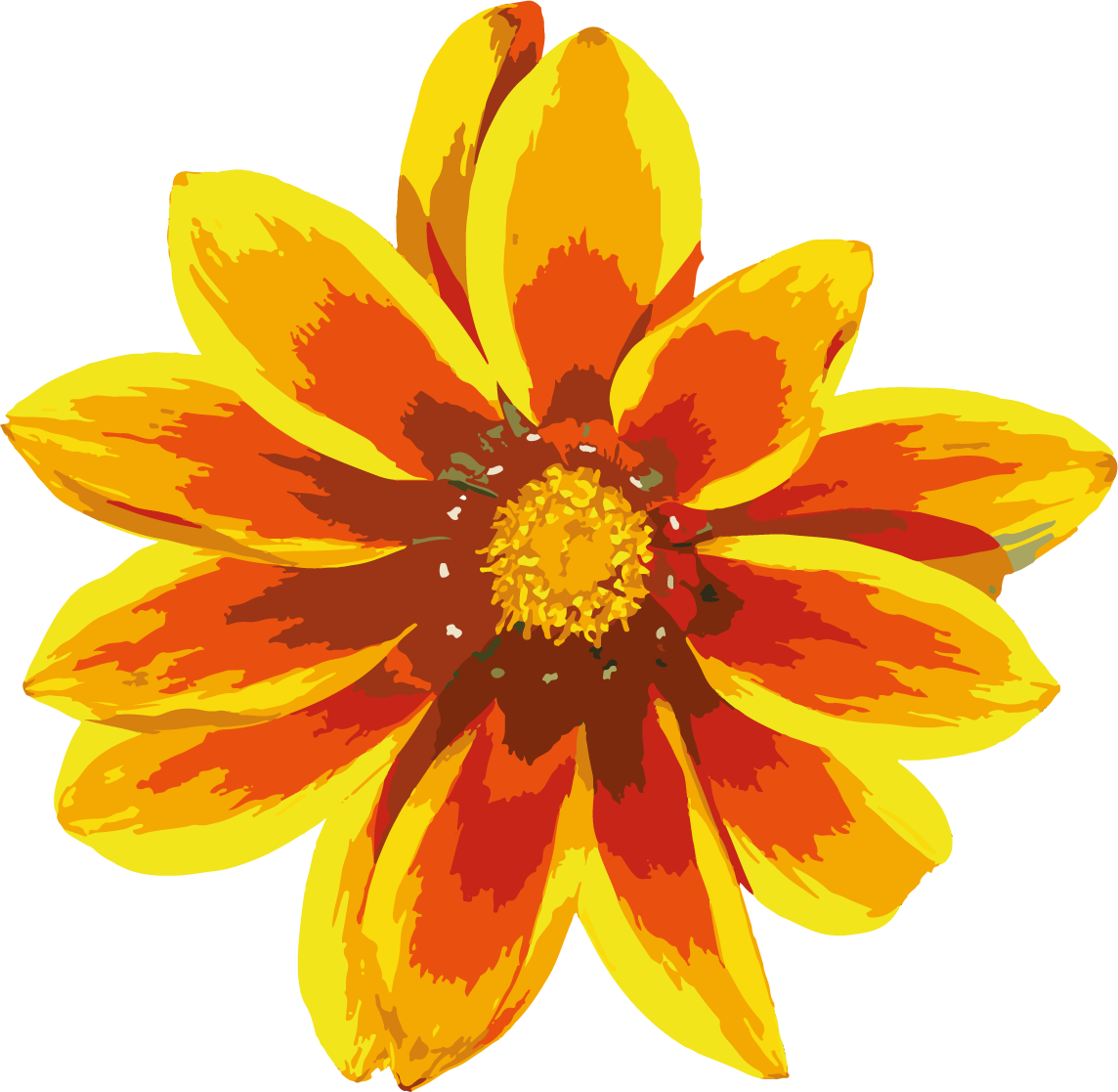 Gazania Clipart PNG Image