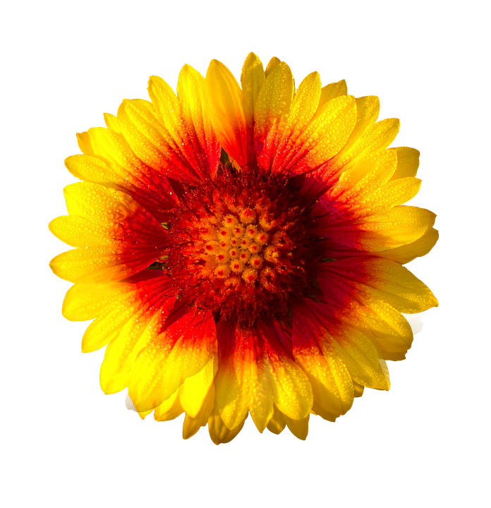 Gazania Hd PNG Image