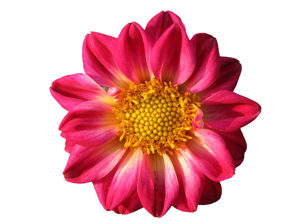 Gazania PNG Image