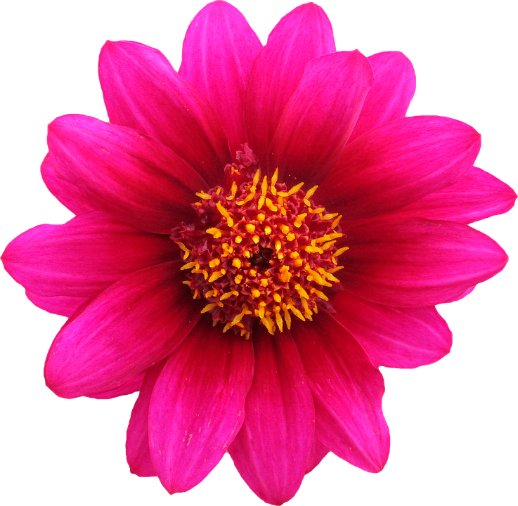 Gazania Transparent Background PNG Image