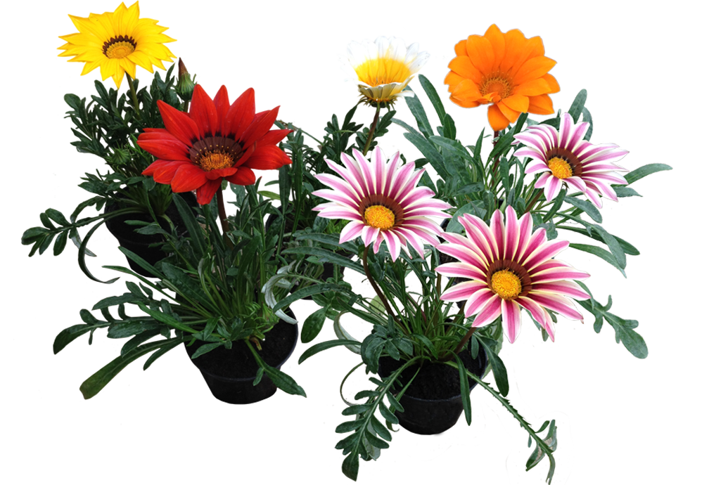 Gazania Photos PNG Image