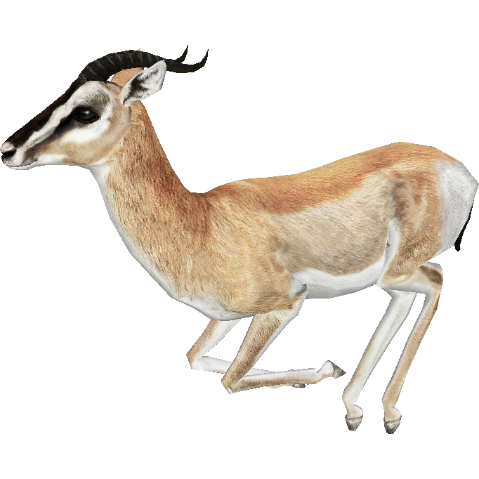 Gazelle Free Download PNG Image