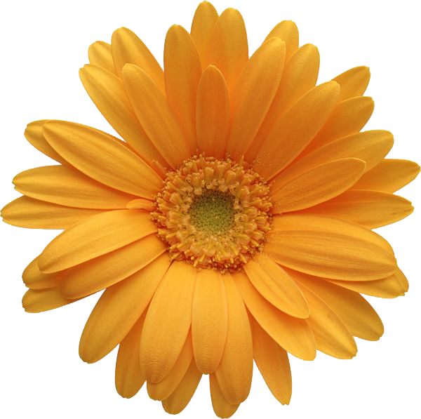 Gerbera File PNG Image