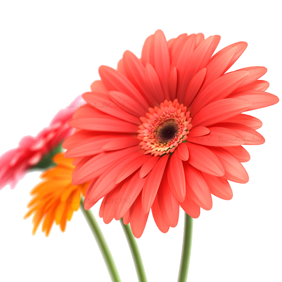 Gerbera Transparent Image PNG Image