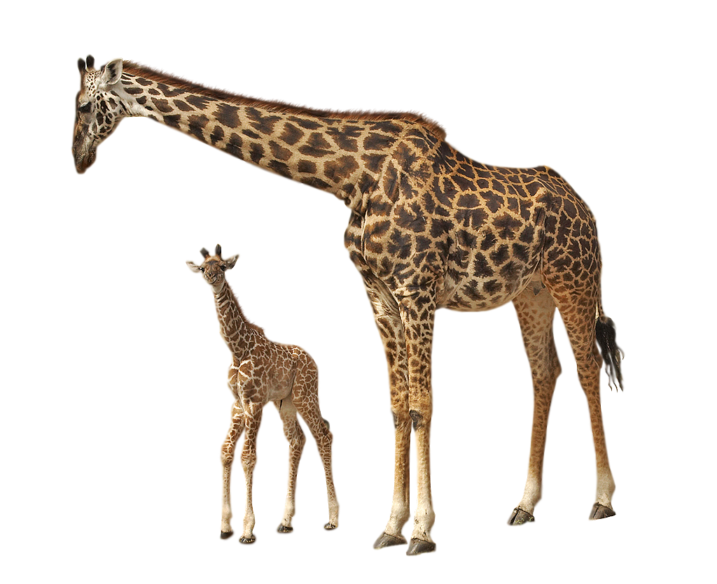 Giraffe HQ Image Free PNG Image