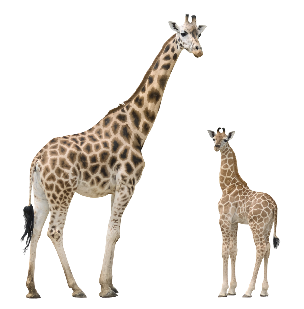 Giraffe PNG Free Photo PNG Image