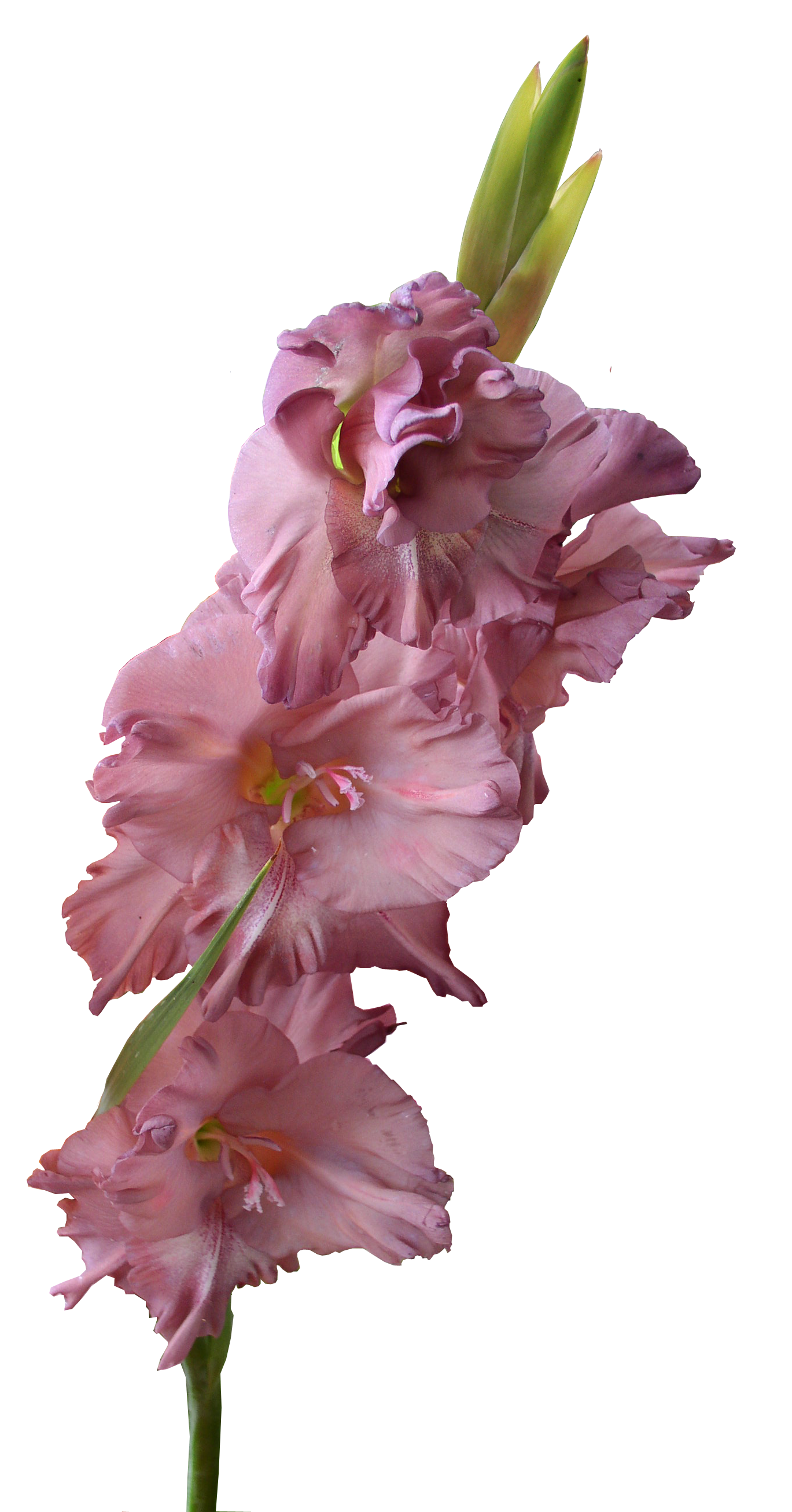 Gladiolus PNG Image