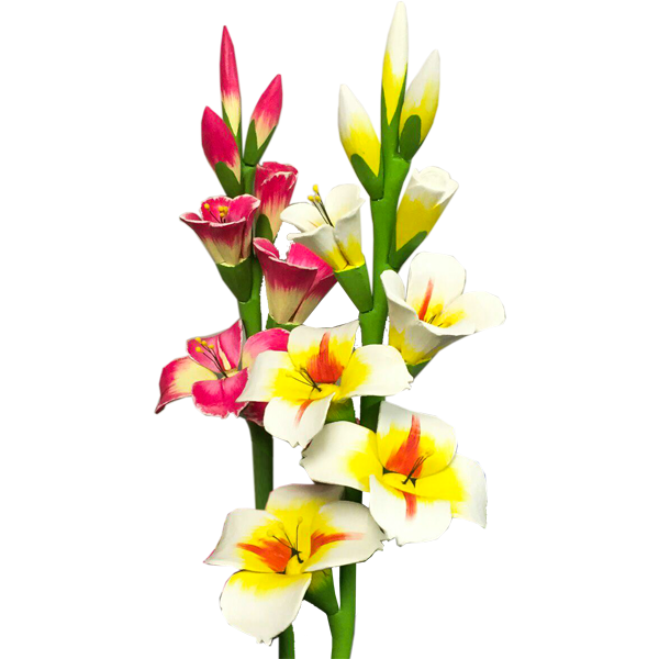 Gladiolus Photo PNG Image