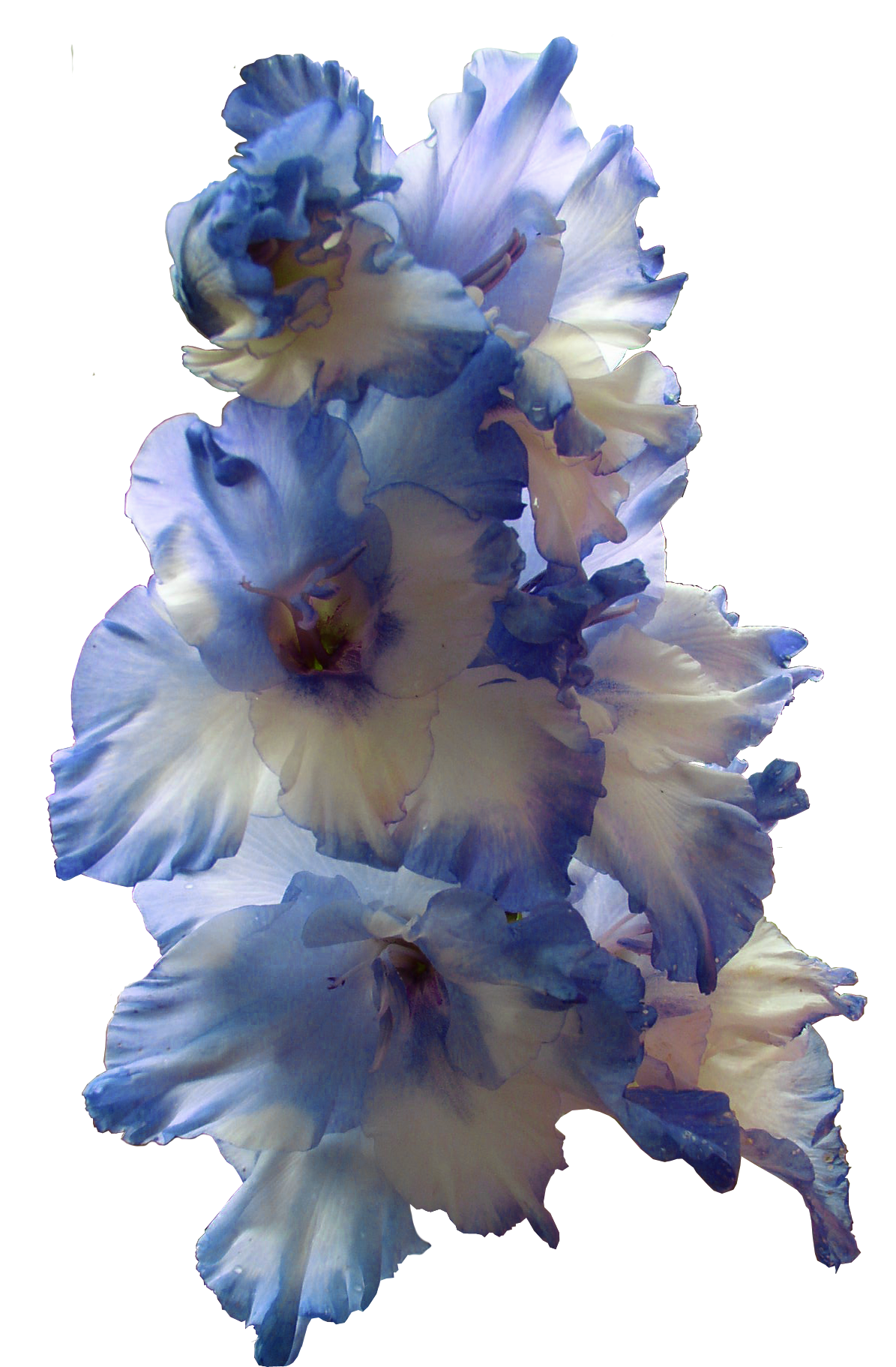 Gladiolus Transparent Image PNG Image