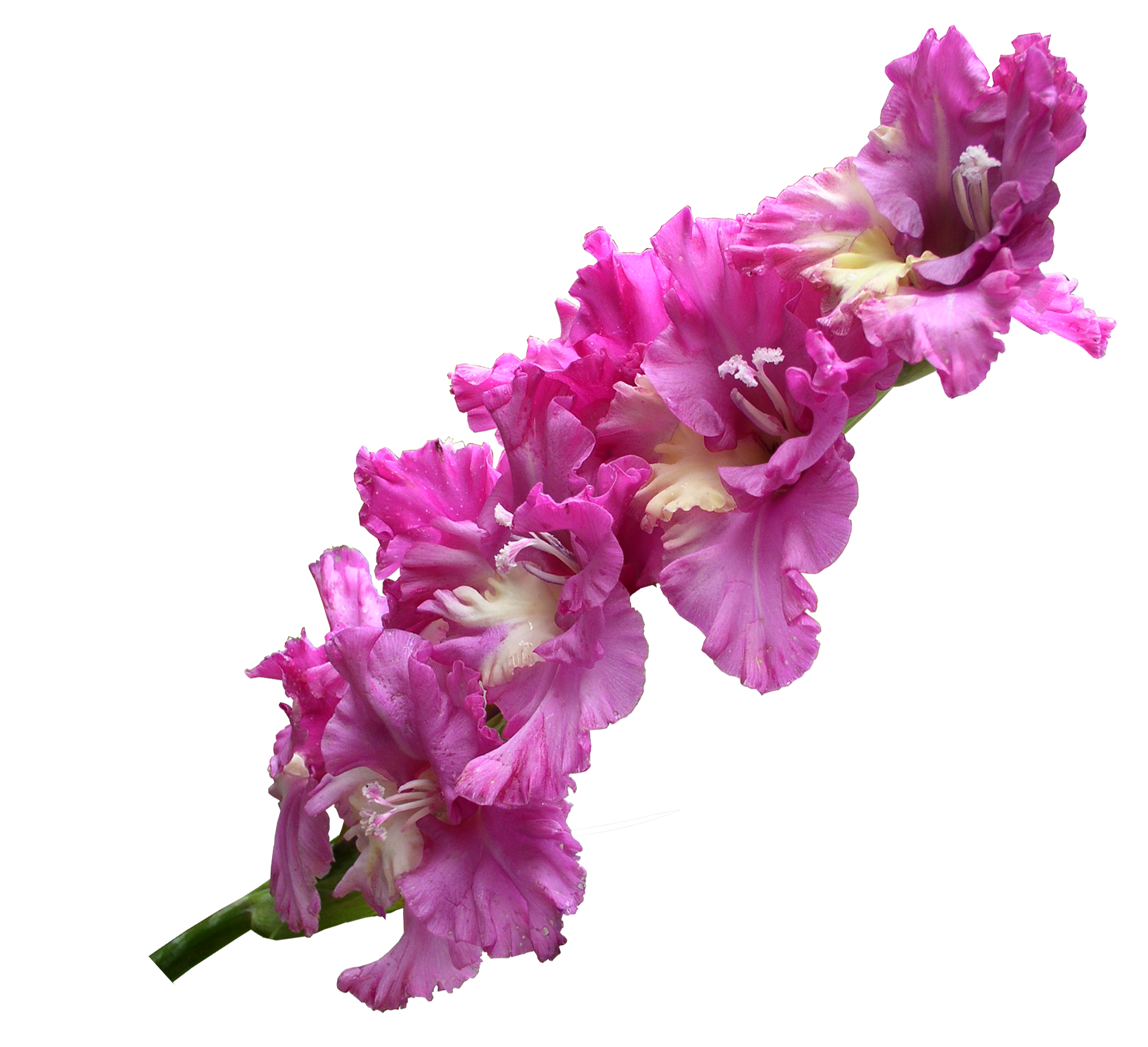 Gladiolus Transparent PNG Image