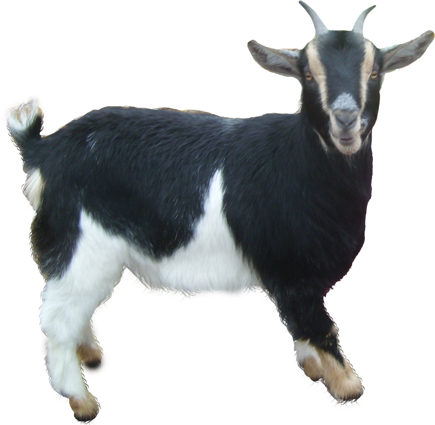 Goat Free Download PNG HD PNG Image