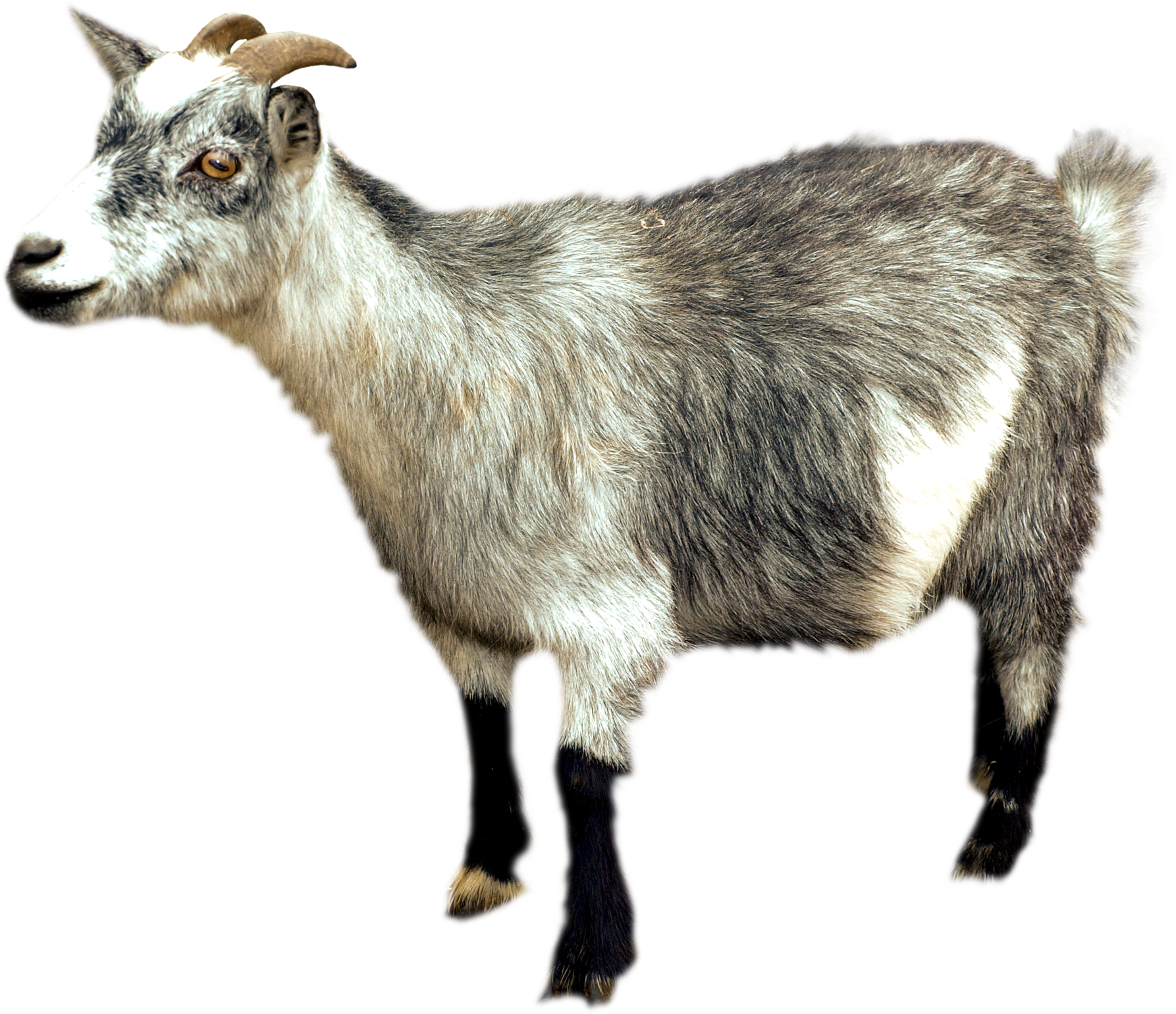 Goat Free Transparent Image HQ PNG Image