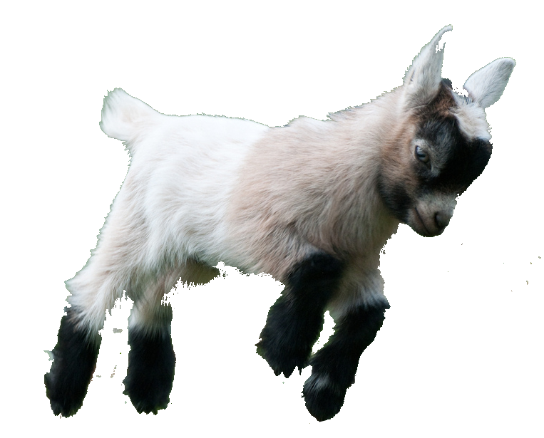 Goat Free HQ Image PNG Image