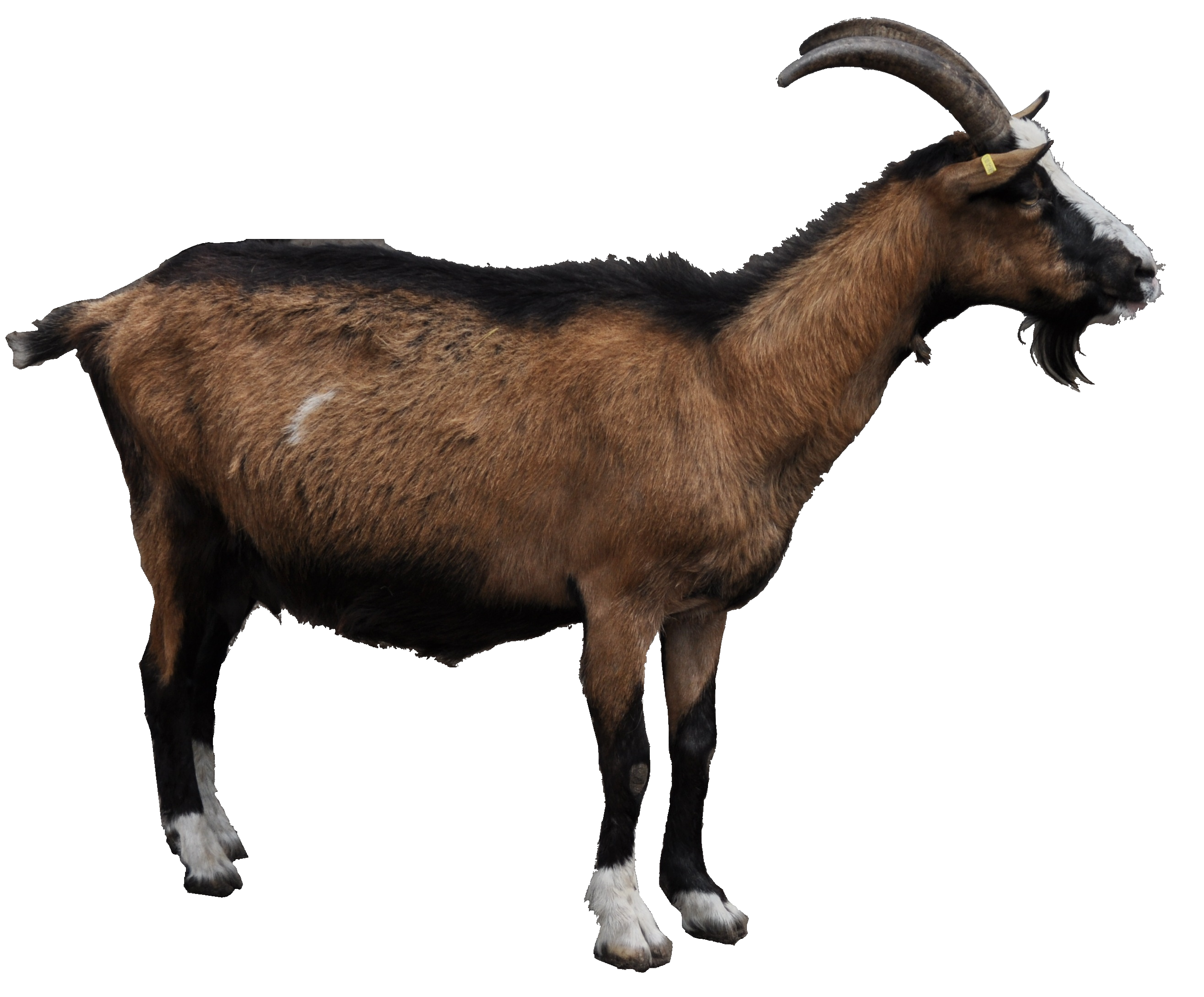 Goat Png File PNG Image