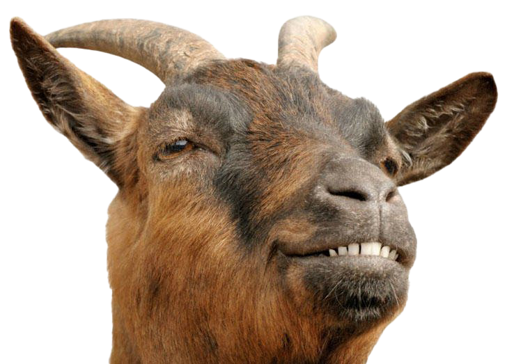 Goat PNG Download Free PNG Image