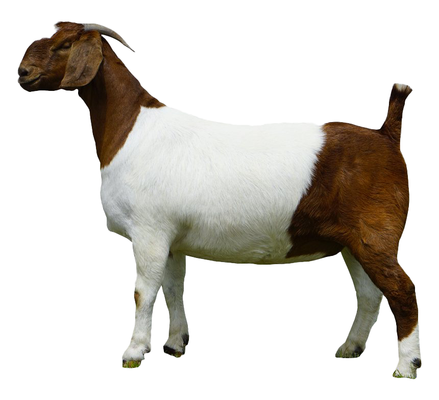 Photos Goat Free HQ Image PNG Image