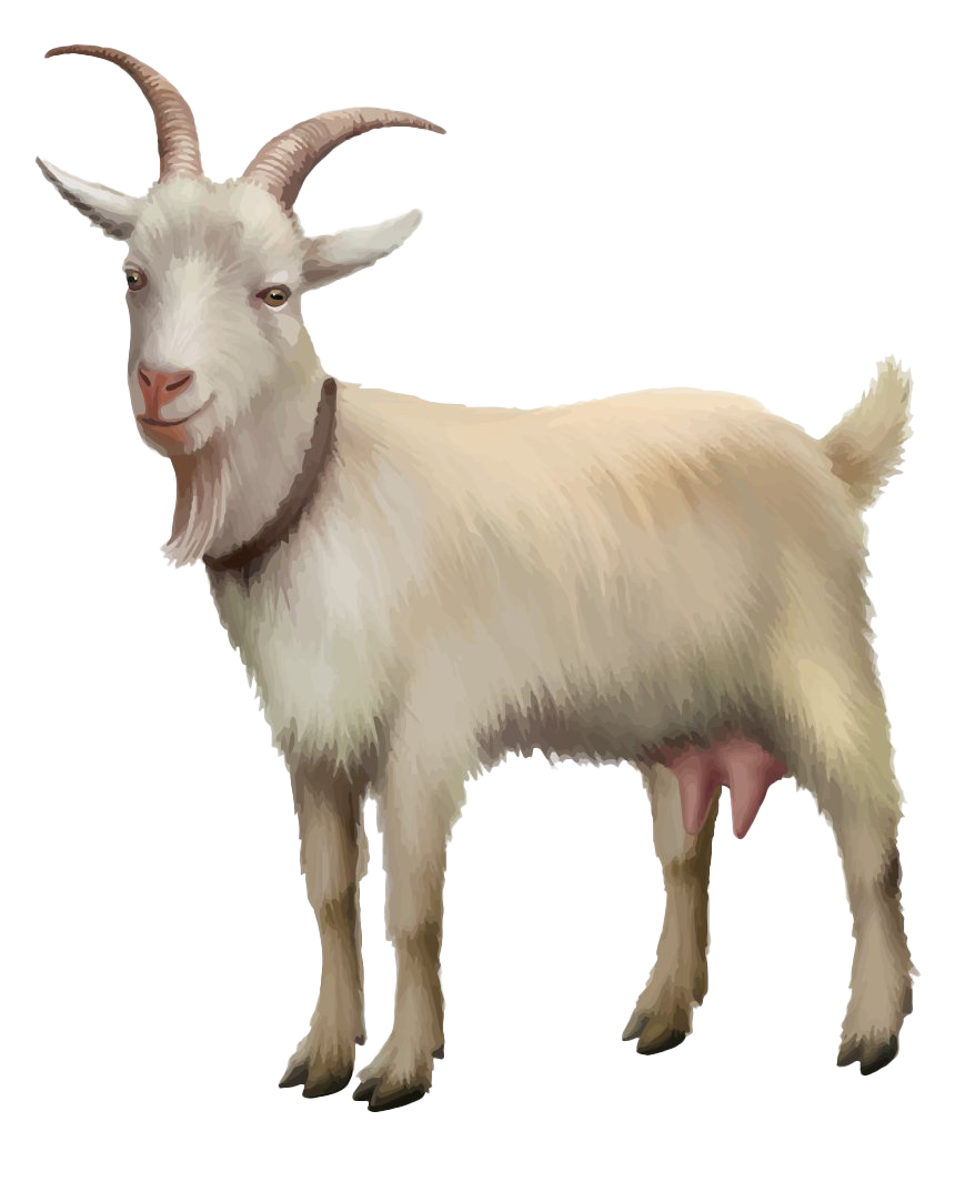 Photos White Goat Free HQ Image PNG Image