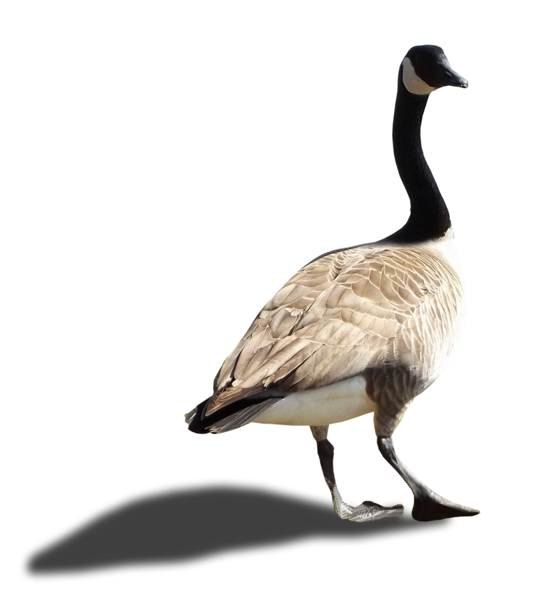 Goose Image PNG Image