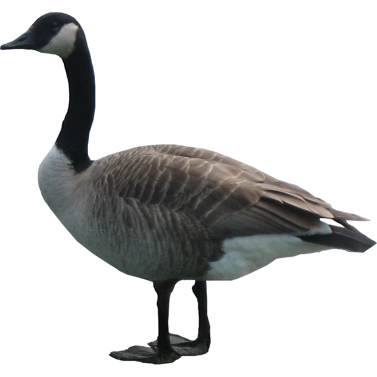 Goose Hd PNG Image