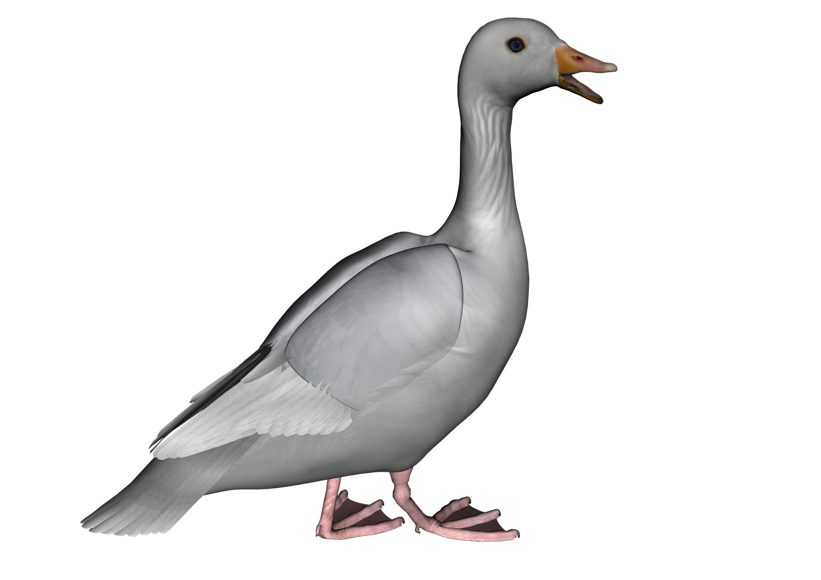 Goose Photos PNG Image