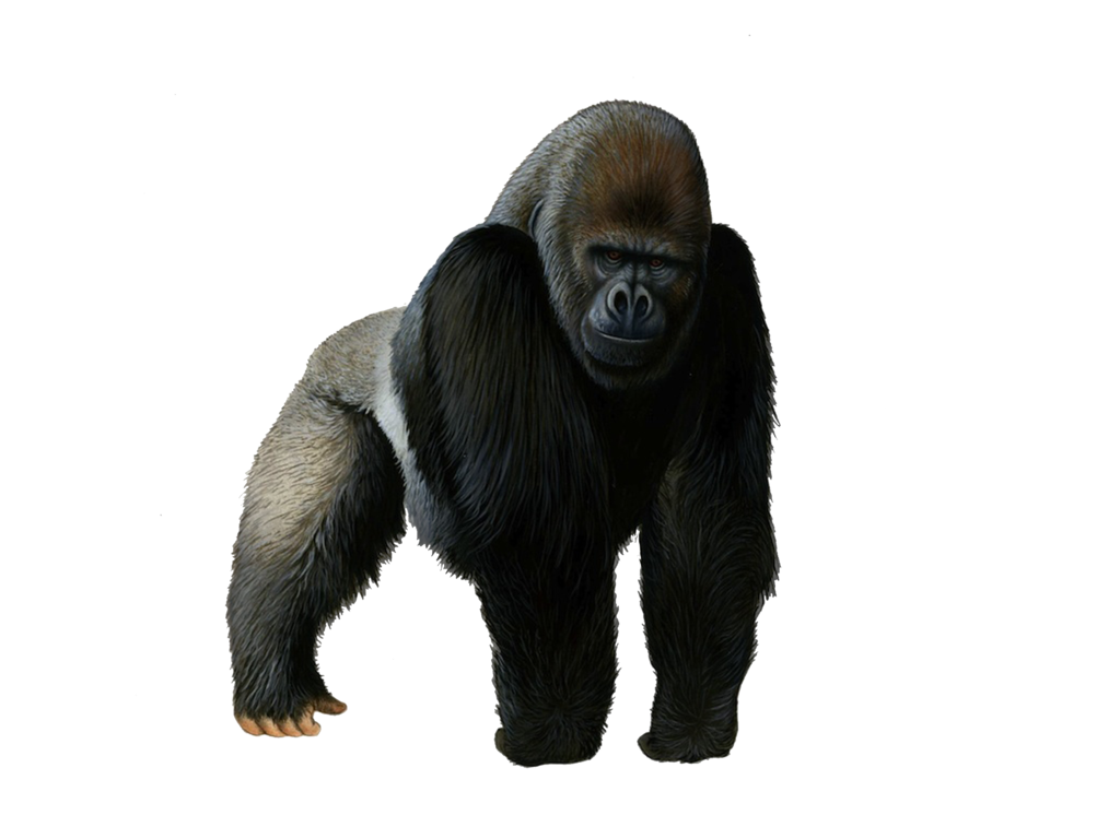 Gorilla Png Pic PNG Image