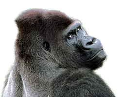 Gorilla Transparent PNG Image