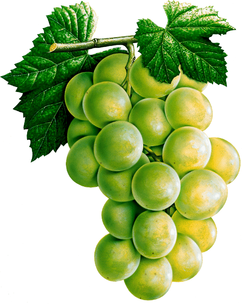 Grape Png Image Download Picture PNG Image