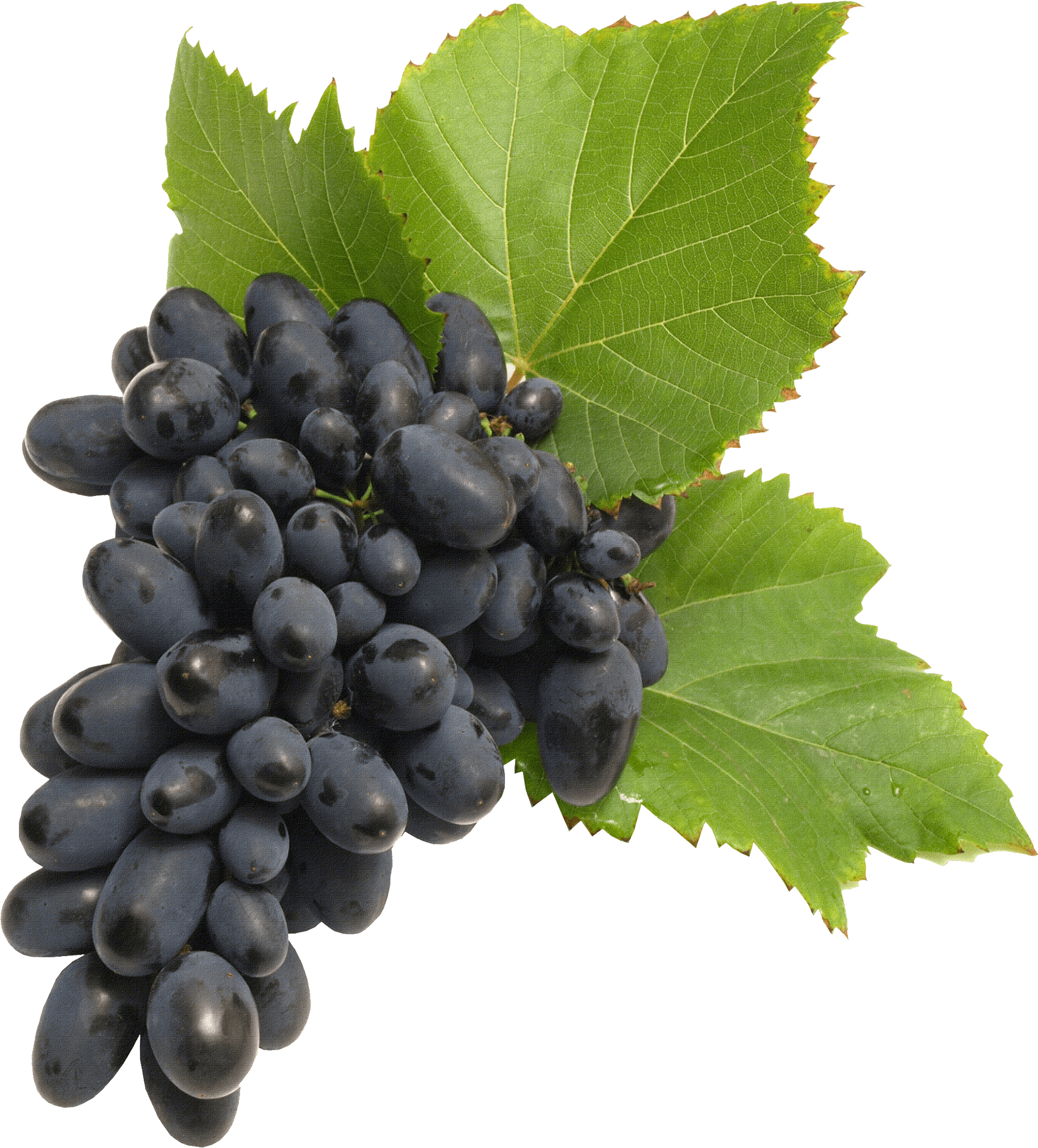 Grape Png Image Download Picture PNG Image