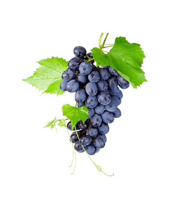 Fresh Black Grapes Bunch PNG Download Free PNG Image